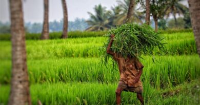 How is Indian government managing stubble burning incidences