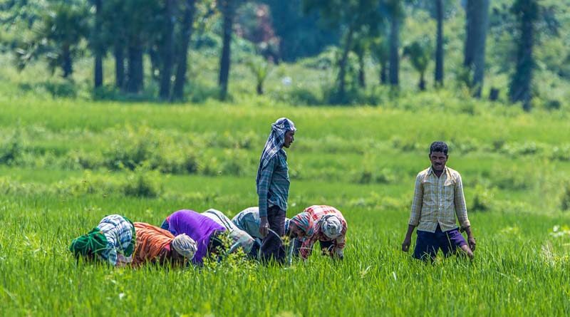 Indian government invests 518 crores to promote organic farming