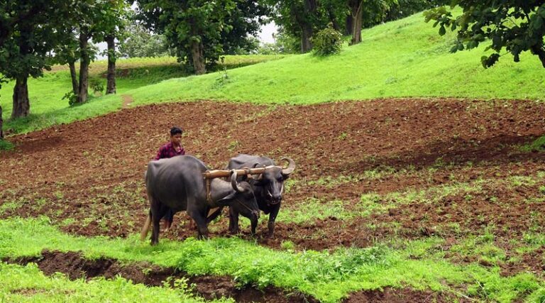 More than 5 Crore Soil Health cards issued in from 2018 to 2021