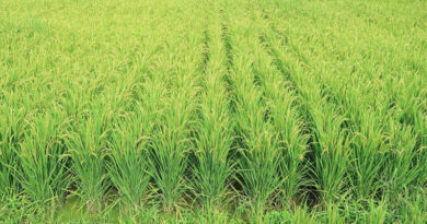 Production of Organic Fertilizers