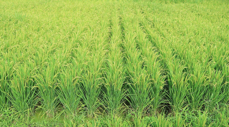 Production of Organic Fertilizers