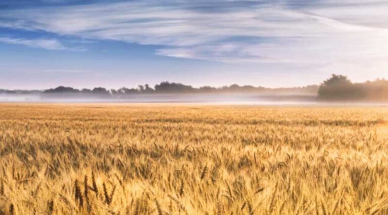 Weed Management in Wheat Crop