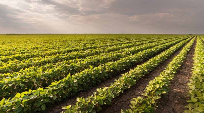 Research continues to uncover ways to combat sudden death syndrome in soybeans