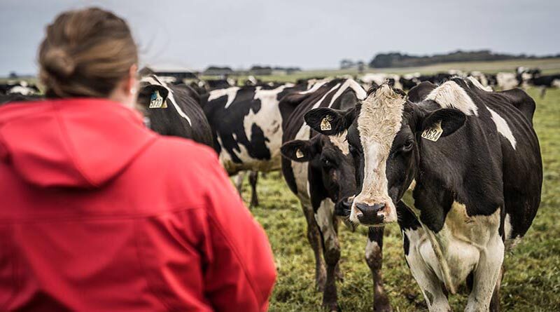 Australia: Elders for International Dairy Week 2022
