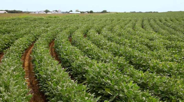 USA: High Fertilizer Costs Likely to Extend into Spring Planting