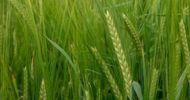 Recommended List Update for Spring Barley growers in England