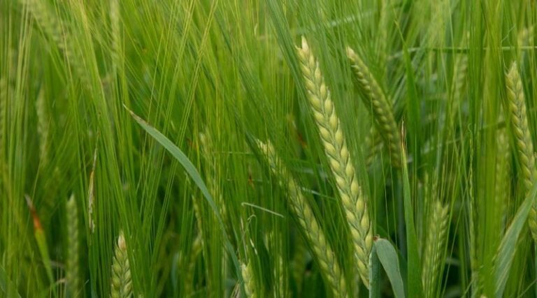Recommended List Update for Spring Barley growers in England