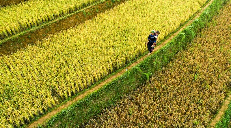 China publishes draft rules on herbicides for GM crops