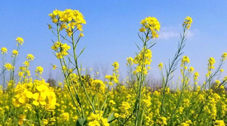 Mustard in Haryana crosses 19 lakh acres