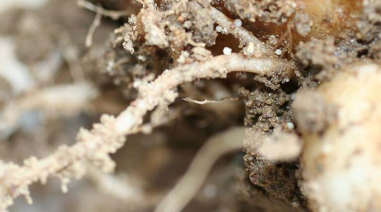 IPM focus to target PCN populations