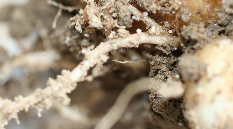 IPM focus to target PCN populations