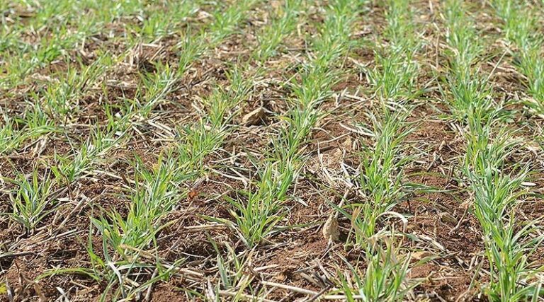 Spring barley establishment in Scotland