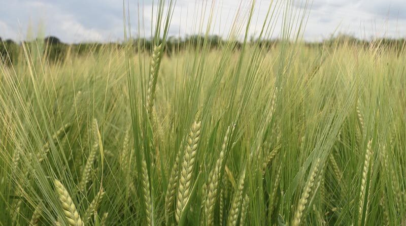 Australia: Genetic discovery to improve breeding for disease resistance in wheat