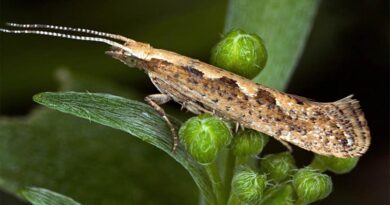 CABI to assess biological controls in fight against diamondback moth, fall and beet armyworms in Malaysia