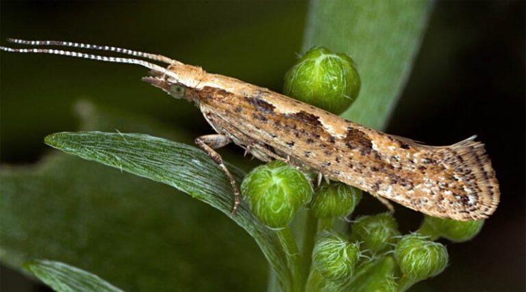 CABI to assess biological controls in fight against diamondback moth, fall and beet armyworms in Malaysia