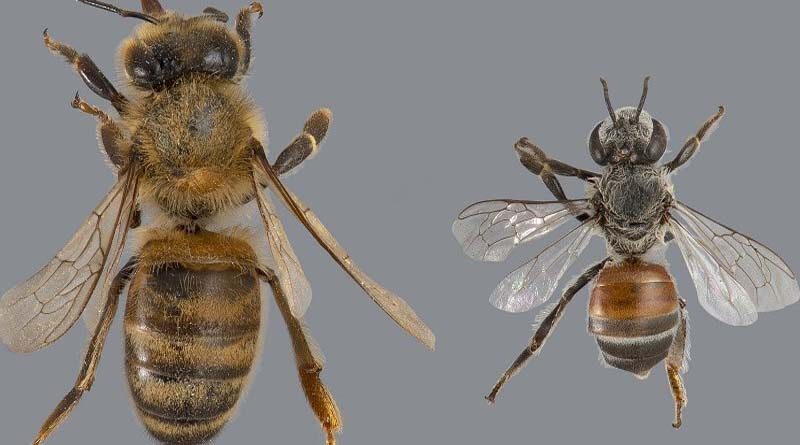 National Level Conference on Beekeeping Sector held