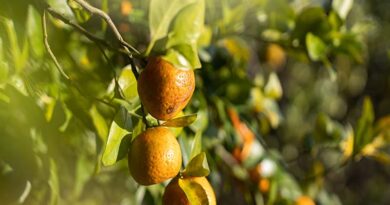 Smart-spray technology to help reduce fertilizer, pesticides