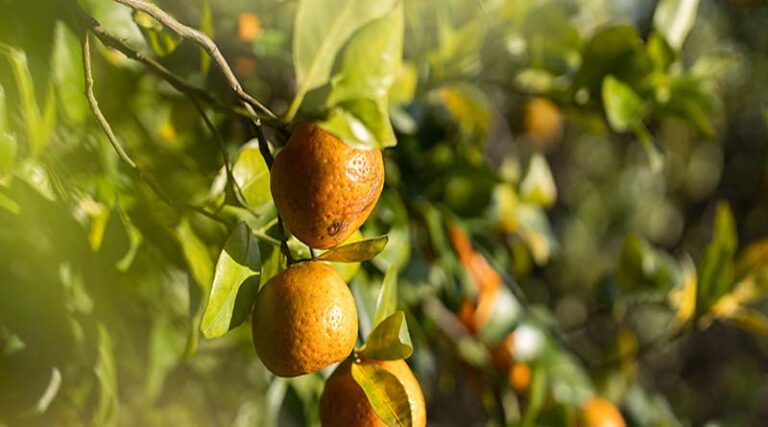 Smart-spray technology to help reduce fertilizer, pesticides