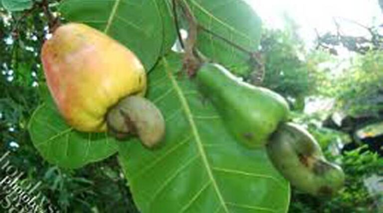 Cashew nut exports to the EU are estimated to increase by 15% in volume in 2022