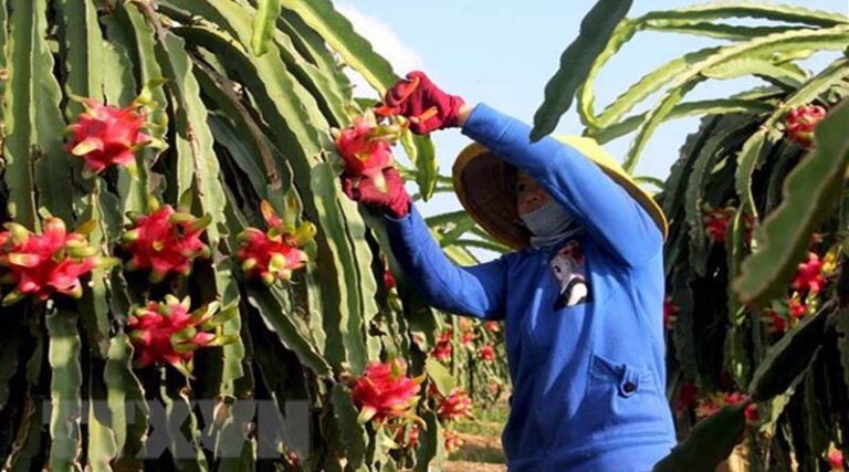Forum finds solutions to consume dragon fruit