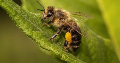 National Level Conference on Beekeeping Sector held