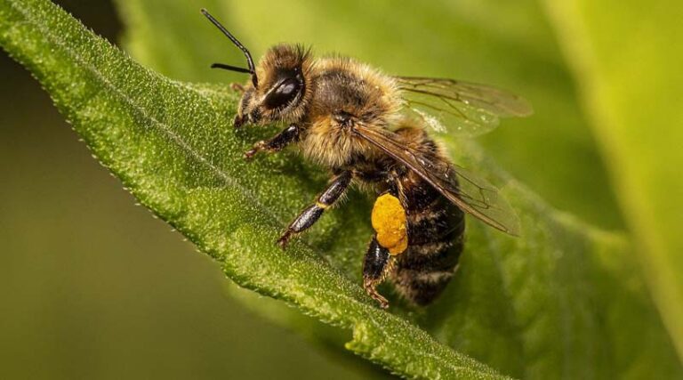 National Level Conference on Beekeeping Sector held
