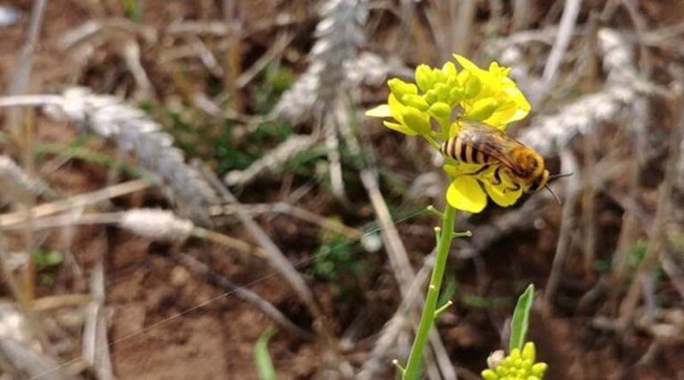 Air pollution significantly reduces pollination by confusing butterflies and bees