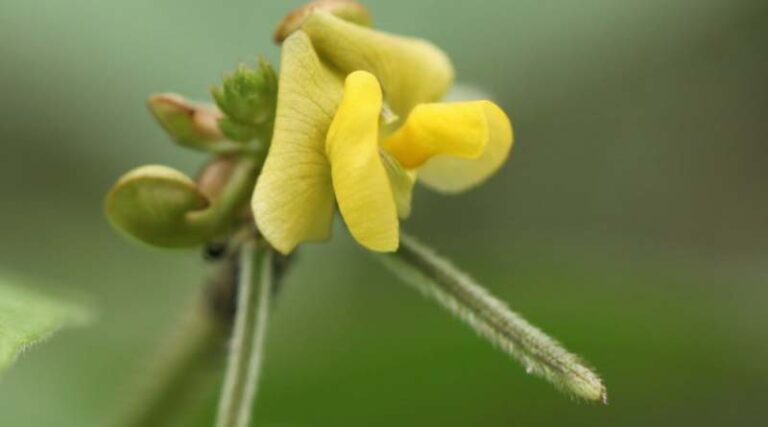 Australia: Mungbean model upgrade to improve yields with less risk