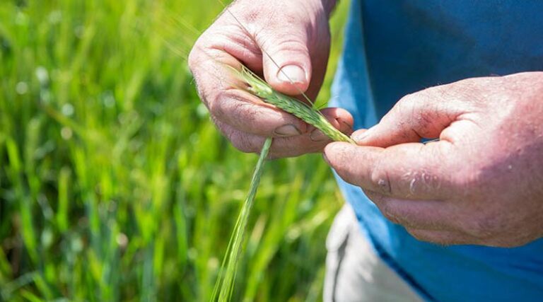 Australia: Cropping report – January 2022