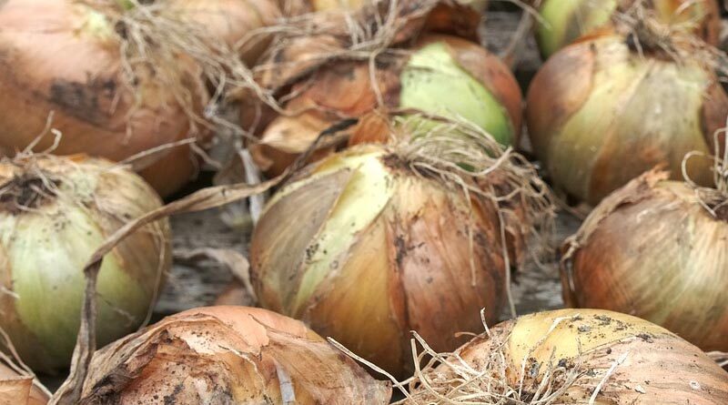Farmers agitated with increased cold storage rates