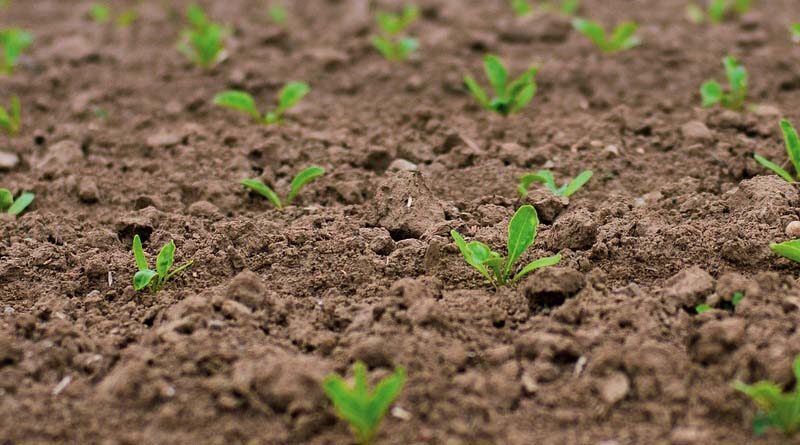 Australia: New pre-breeding co-investment to tackle sorghum lodging
