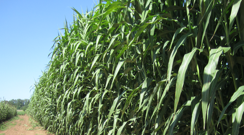 Soil Carbon replenishment by Bioenergy sorghum’s roots