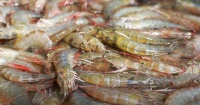 Kings Infra Creates a World Record by Harvesting 80 gm L. Vannamei Shrimps