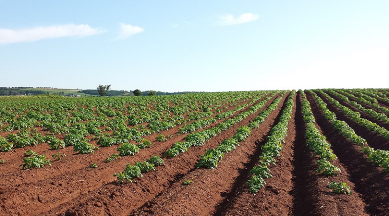 Paddock practices: Summer weed management