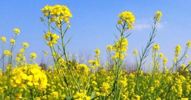 Australia: Hyper yielding canola breaks 5 tonne yield target