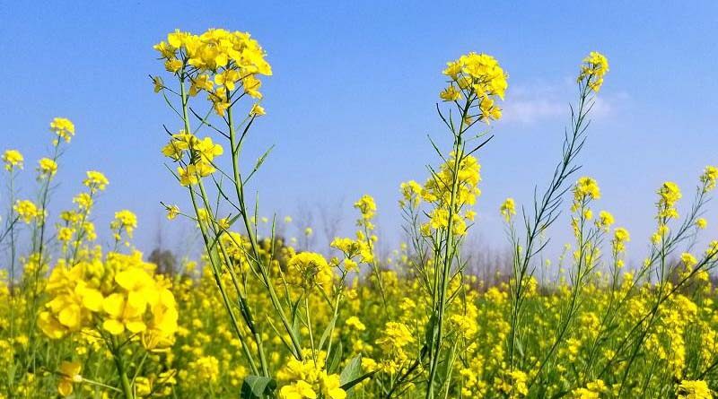 Australia: Hyper yielding canola breaks 5 tonne yield target
