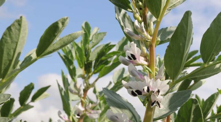 New protection for big bean crop in 2022
