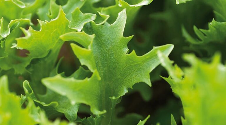 Syngenta Vegetable Seeds announces €2.4 million investment to boost R&D