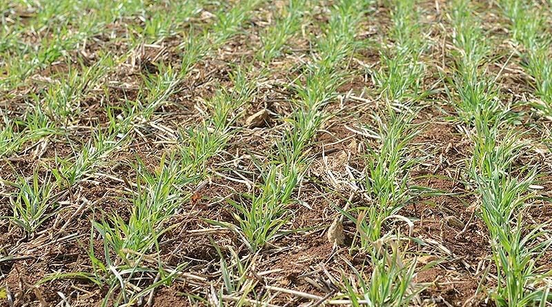 Indian government spent 50 crores for promotion of natural farming