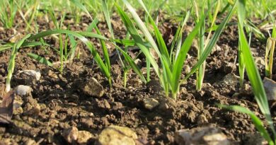 Root out free soil N