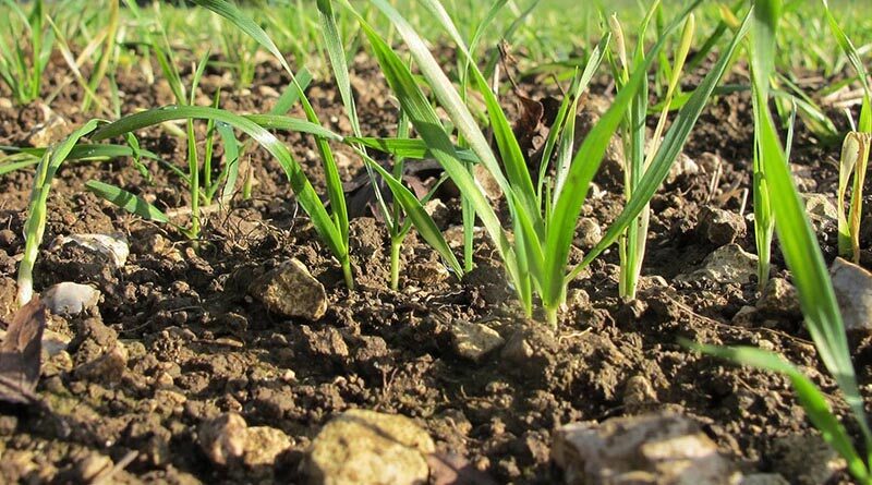 Root out free soil N