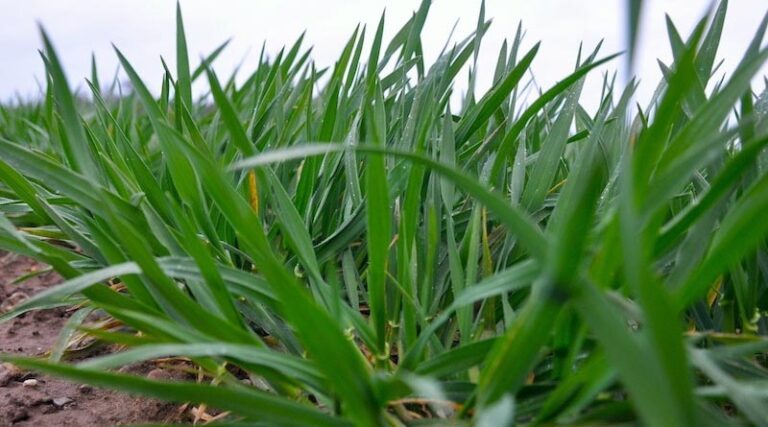 Check soil temperature for even better fertiliser use efficiency in hybrid barley