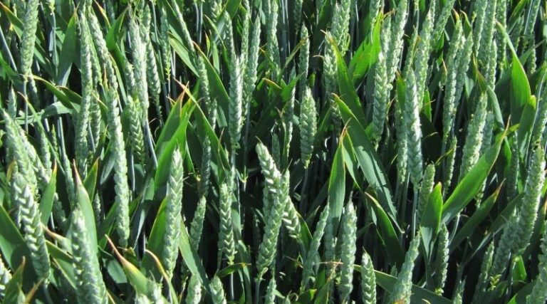 Utilise early nitrogen to maximise feed wheat potential