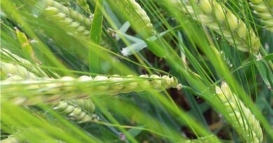 Understanding how agronomic features and end markets will influence variety choice in England