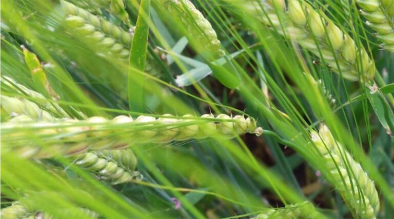Understanding how agronomic features and end markets will influence variety choice in England