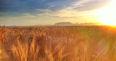 Haryana Chief Minister, Sh. Manohar Lal Said That The Campaign Being Run On A Large Scale For Agricultural Land Mapping Work