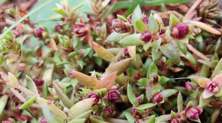Tiny mite shows promise as biological control agent to fight Australian swamp stonecrop in UK and Europe