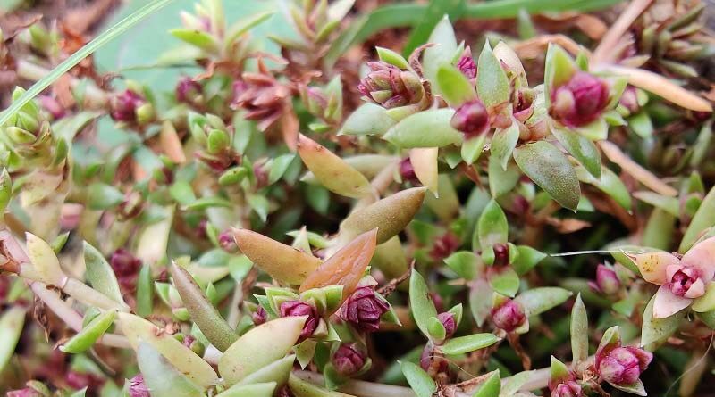 Tiny mite shows promise as biological control agent to fight Australian swamp stonecrop in UK and Europe