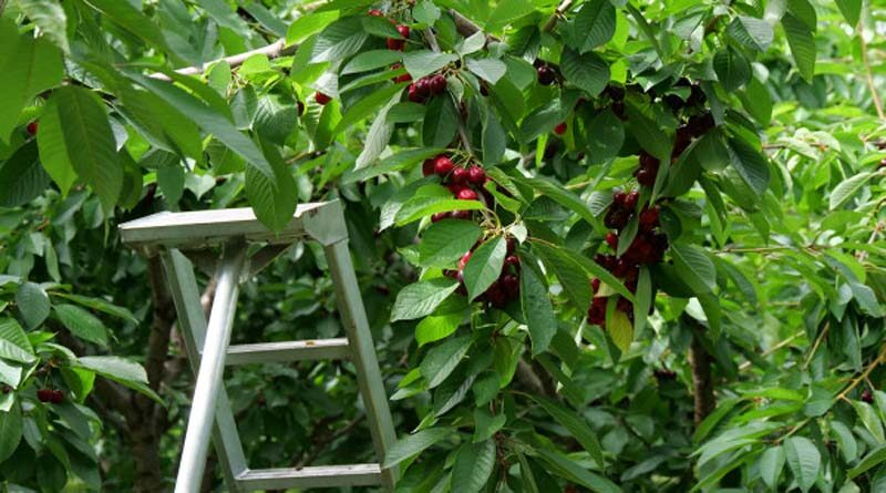 Paddock practices: Sowing legumes in acidic soils – the steps to success