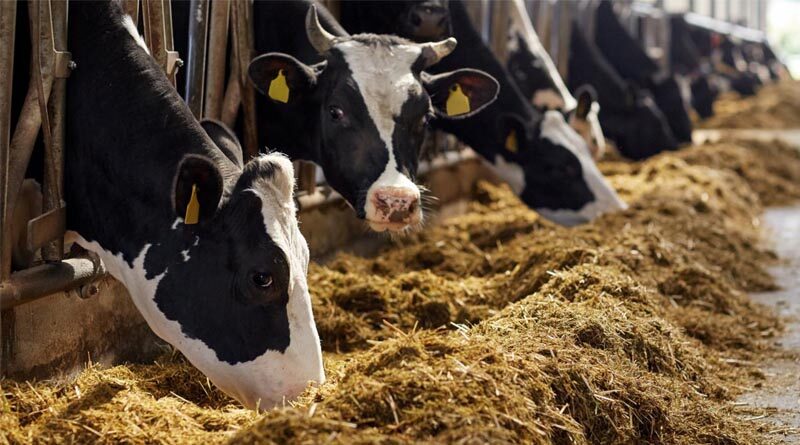 Animal welfare: consultation opens on Farm to Fork guidance